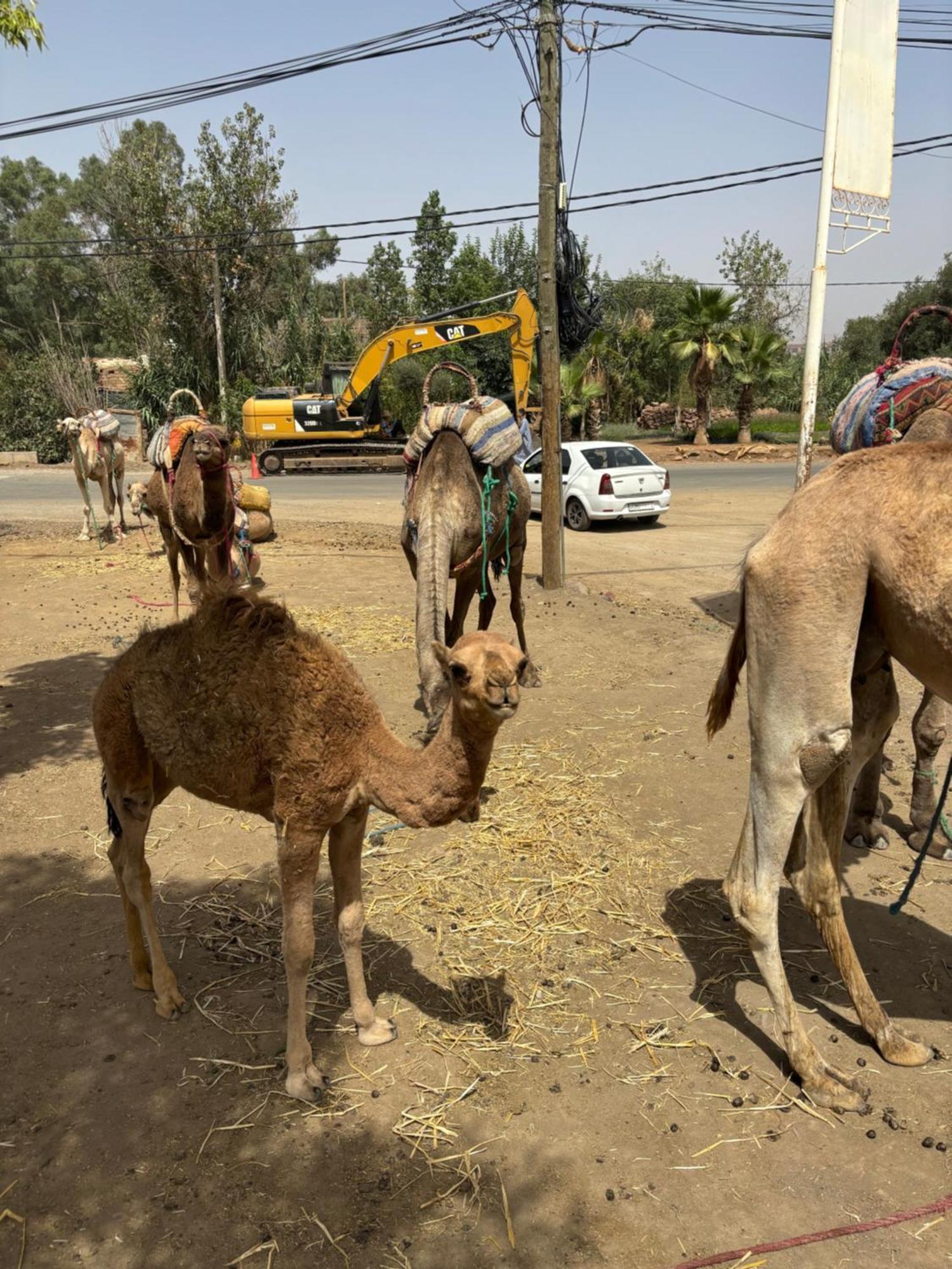 Villa Jamel Marrakech Zac 마라케시 외부 사진